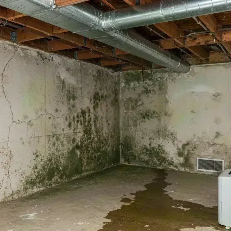 Professional Mold Removal in Custer County, CO